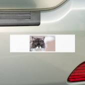 メーンクーンキャット バンパーステッカー (車上)