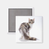 メーンクーンキャット マグネット (正面/裏面)