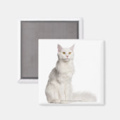 メーンクーン(8カ月)座り マグネット (正面/裏面)