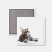 メーン・クーン猫の子猫 マグネット (正面/裏面)