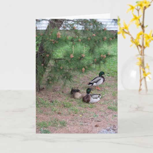 モアマラード&パインズ誕生日カード(聖書の一節2付) カード (黄色い花)