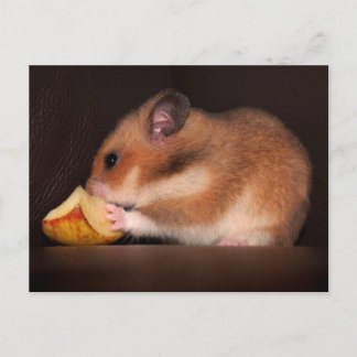 モウィーはがき ポストカード