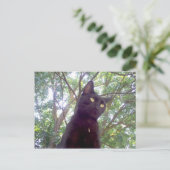 モウシ ポストカード (スタンド正面)