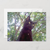 モウシ ポストカード (正面/裏面)