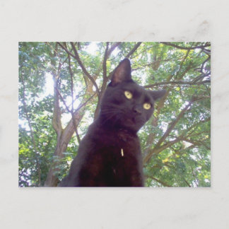 モウシ ポストカード