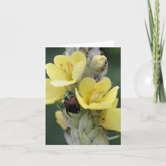 モウズイカの花に止まるコガネムシの写真 ノートカード (正面)
