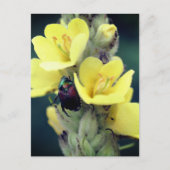 モウズイカの花に止まるコガネムシの写真 ポストカード (正面)