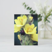 モウズイカの花に止まるコガネムシの写真 ポストカード (スタンド正面)