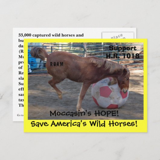 モカシンの希望 – 野救生の馬とバロス ポストカード (正面/裏面)