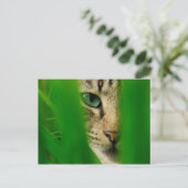 モギー遊のジャングル ポストカード (スタンド正面)