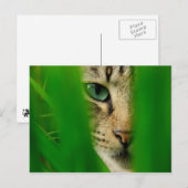 モギー遊のジャングル ポストカード (正面/裏面)