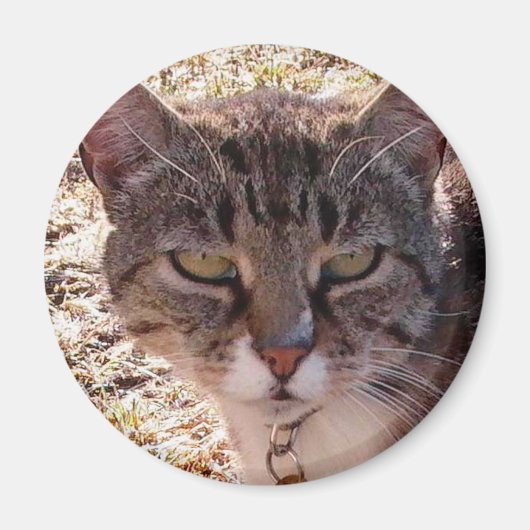 モギー マグネット (正面)