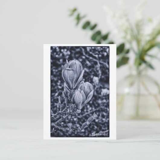 モクノキの花,春,広がるつぼみ/自然 ポストカード (スタンド正面)