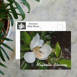 モクレンの白い花 ルイジアナ州の花 写真 ポストカード