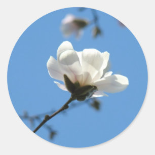 モクレンの花ステッカー 春の花 木 ラウンドシール