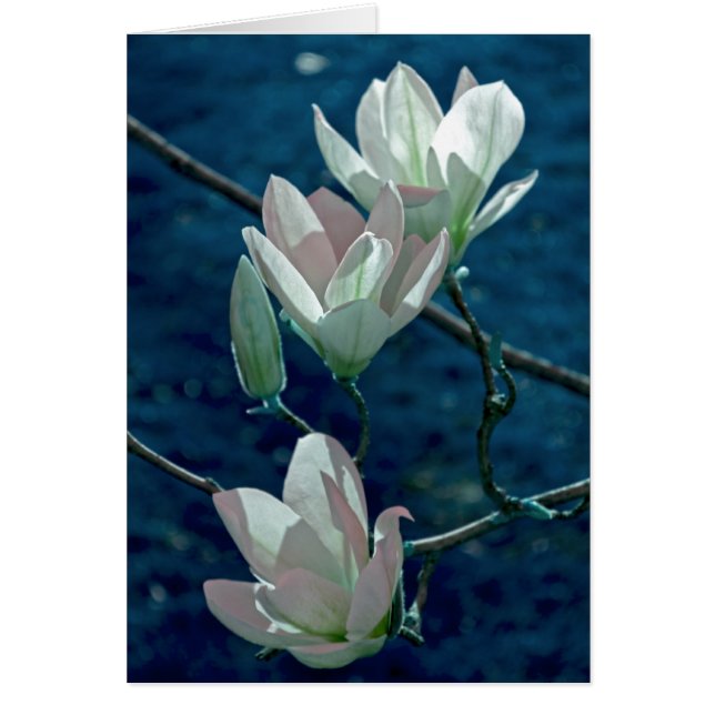 モクレンの花 (正面)