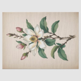 モクレンの花 薄葉紙