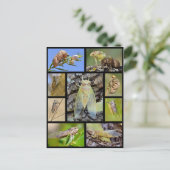 モザイク写真セミ ポストカード (スタンド正面)