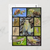 モザイク写真セミ ポストカード (正面/裏面)