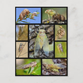 モザイク写真セミ ポストカード (正面)