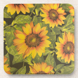 モジゾラアデオラバグダモシ コースター