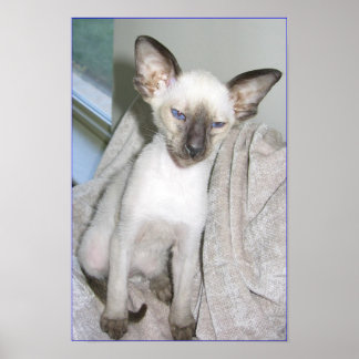 モジャベ素晴らしル ポスター