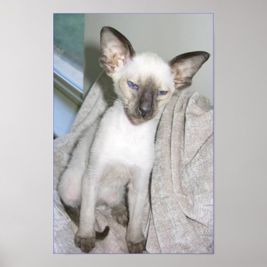 モジャベ素晴らしル ポスター (正面)