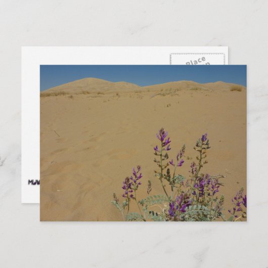 モジャーブインジゴブッシュとケルソデュネス ポストカード (正面/裏面)