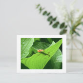 モジョズリトルレッドエフト ポストカード (スタンド正面)