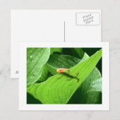 モジョズリトルレッドエフト ポストカード (正面/裏面)