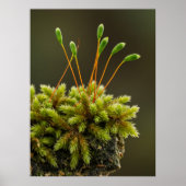 モスのモチーフのポスター ポスター (正面)