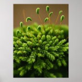 モスのモチーフのポスター ポスター (正面)