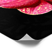 モスオーキッドポスター ポスター (角)