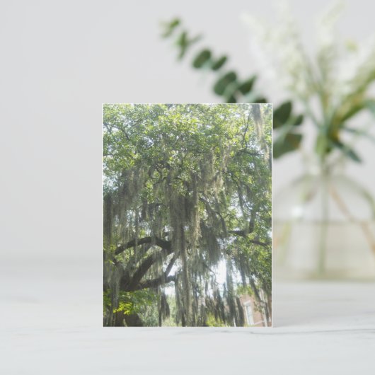 モススペインのサバンナグルジア ポストカード (スタンド正面)