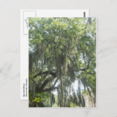 モススペインのサバンナグルジア ポストカード (正面/裏面)