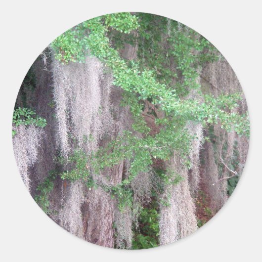 モススペインのステッカー ラウンドシール (正面)