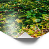 モスター フォトプリント            (角)