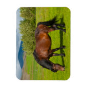 モスフェルスバイル アイスランドの馬 マグネット (縦)