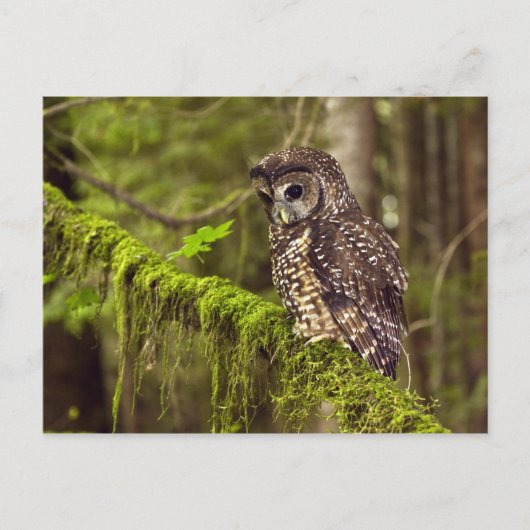 モスポクトオオフクロウ (Strix occidentals caurina) ポストカード (正面)