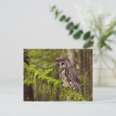 モスポクトオオフクロウ (Strix occidentals caurina) ポストカード (スタンド正面)