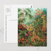 モス(Muscinae)バイヘッケル ポストカード (正面/裏面)