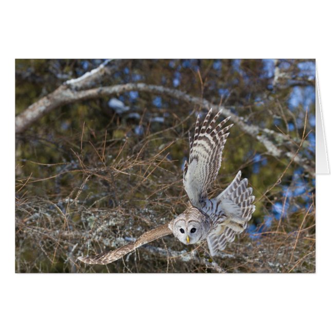 モズモズクワシの飛翔 (正面横)