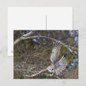 モズモズクワシの飛翔 ポストカード (正面/裏面)