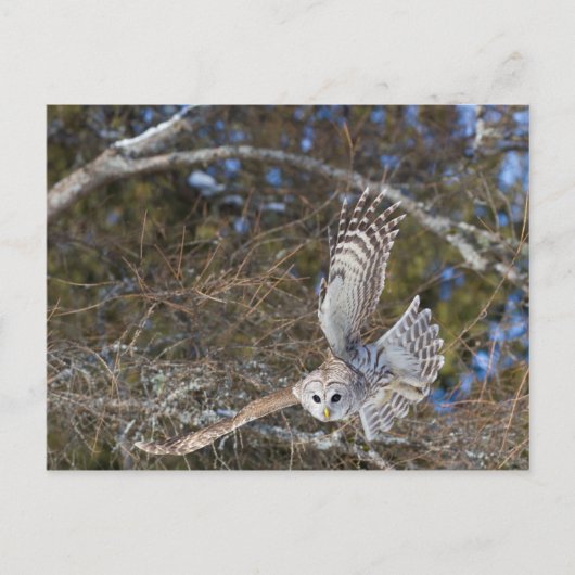 モズモズクワシの飛翔 ポストカード (正面)