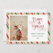 モダンおもしろいChristmas, Furry and Bright Dog Photo シーズンカード (正面)