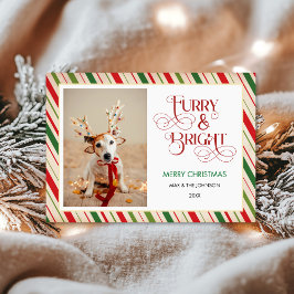 モダンおもしろいChristmas, Furry and Bright Dog Photo シーズンカード