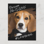 モダンでおしゃれなシンプルな黒のペット犬のメモリアル ポストカード (正面)