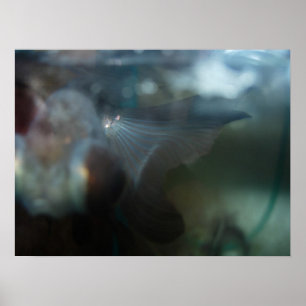 モダンで芸術的な魚 ポスター