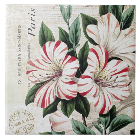 モダンなヴィンテージのフランスのなクリスマスのamarylis タイル (正面)