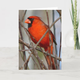 モダンイタリアン（鳥）ショウジョウコウカンチョウ シーズンカード